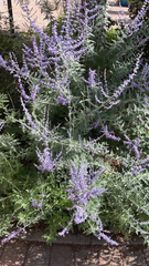 Salvia yangii