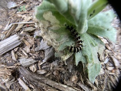 Vanessa virginiensis