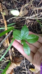 Magnoliopsida