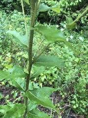 Silphium asteriscus asteriscus