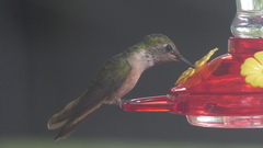 Selasphorus platycercus