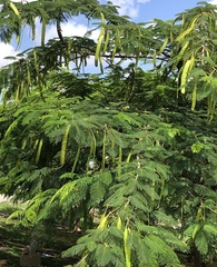 Leucaena diversifolia