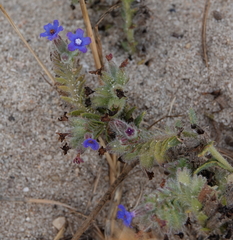 Anchusa calcarea