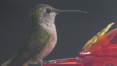Selasphorus platycercus