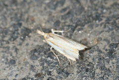 Donacaula longirostrallus