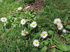 Bellis perennis