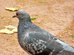 Columba livia domestica