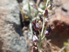 Streptanthus barbatus