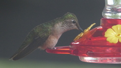 Selasphorus platycercus