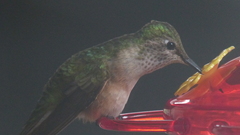 Selasphorus platycercus
