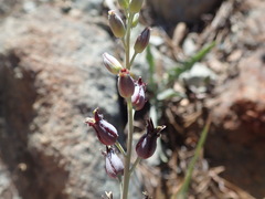 Streptanthus barbatus