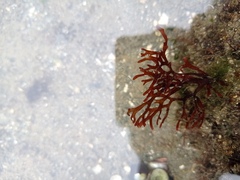 Trematocarpus dichotomus