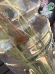 Lycus sanguinipennis