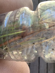 Lycus sanguinipennis