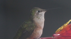 Selasphorus platycercus
