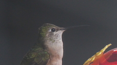 Selasphorus platycercus