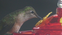 Selasphorus platycercus