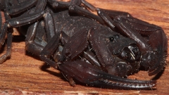 Tityus metuendus