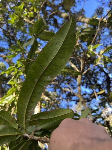 Panopsis suaveolens, photograph 6