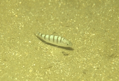 Australian Salmon photo 3