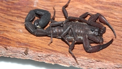 Tityus metuendus
