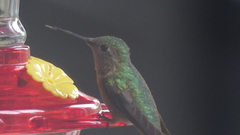 Selasphorus platycercus
