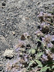 Callophrys spinetorum
