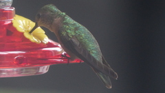 Selasphorus platycercus