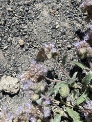Callophrys spinetorum