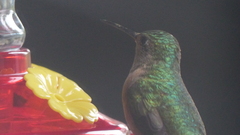Selasphorus platycercus