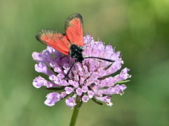 Zygaena rubicundus