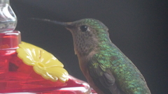 Selasphorus platycercus