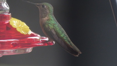 Selasphorus platycercus