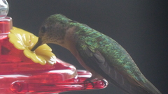 Selasphorus platycercus