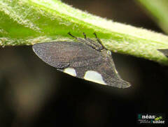 Enchenopa lanceolata