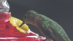 Selasphorus platycercus