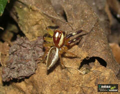 Asaracus megacephalus