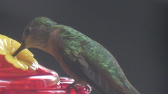 Selasphorus platycercus