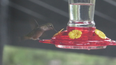 Selasphorus platycercus