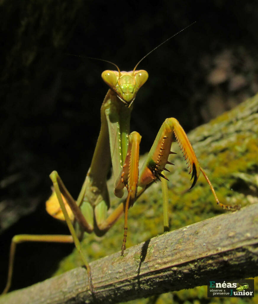 Argentine White-crested Mantis from Parque Ecológico do Tietê, SP on ...