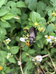 Andocamaria formosana