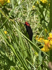 Ctenucha rubroscapus
