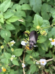 Andocamaria formosana