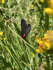 Ctenucha rubroscapus
