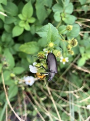 Andocamaria formosana