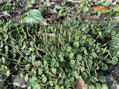 Peperomia serpens