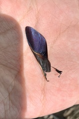 Pachylis neocalifornicus