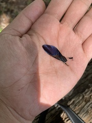 Pachylis neocalifornicus
