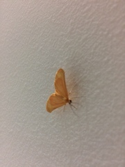Eubaphe