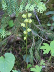 Pyrola chlorantha